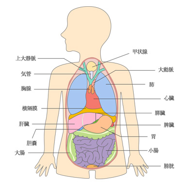 体の器官の場所の確認